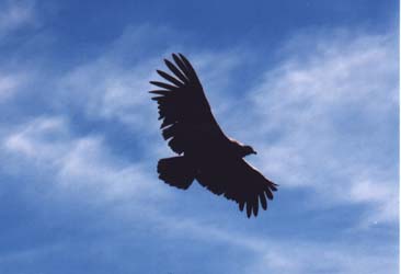 Another of the 25-40 Condors we were very lucky to see at the Cruz del Condor in Colca Canyon