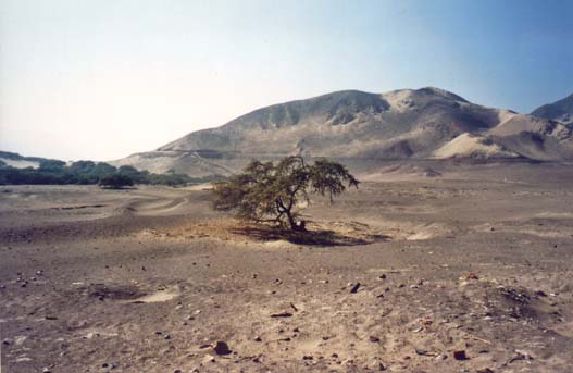 Desert around the Chauchilla cemetery