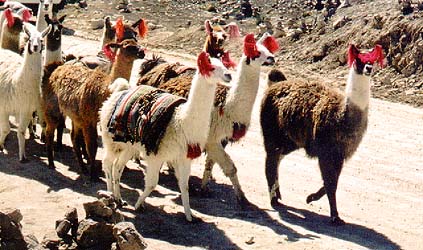 A flock of llamas that se saw on the way from Arequipa to the Colca Canyon at 5000 m above sea level
