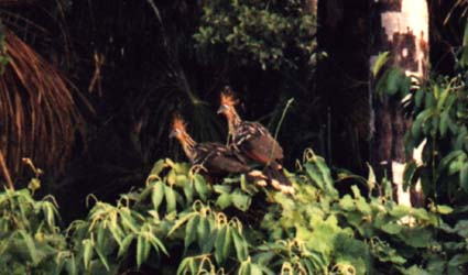 Hoatzins or stinky birds in the Peru rain forest
