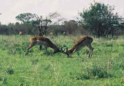 Antilopes fighting